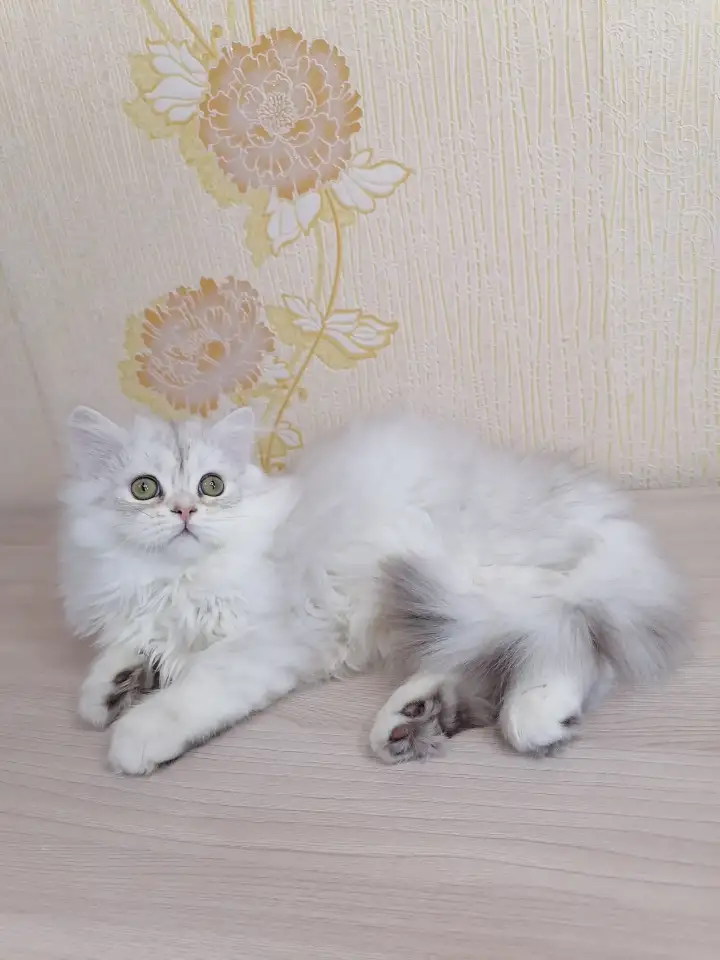 Британский котёнок, фотография 3