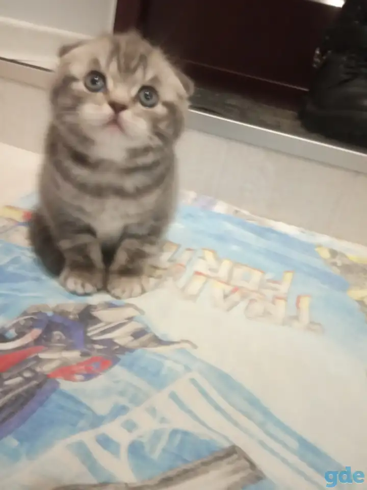 Шотладские котята, фотография 3