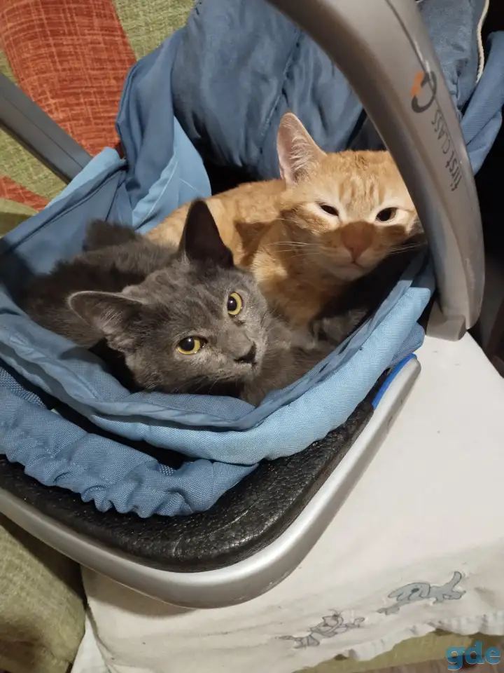 Котёнок русский-голубой, фотография 1
