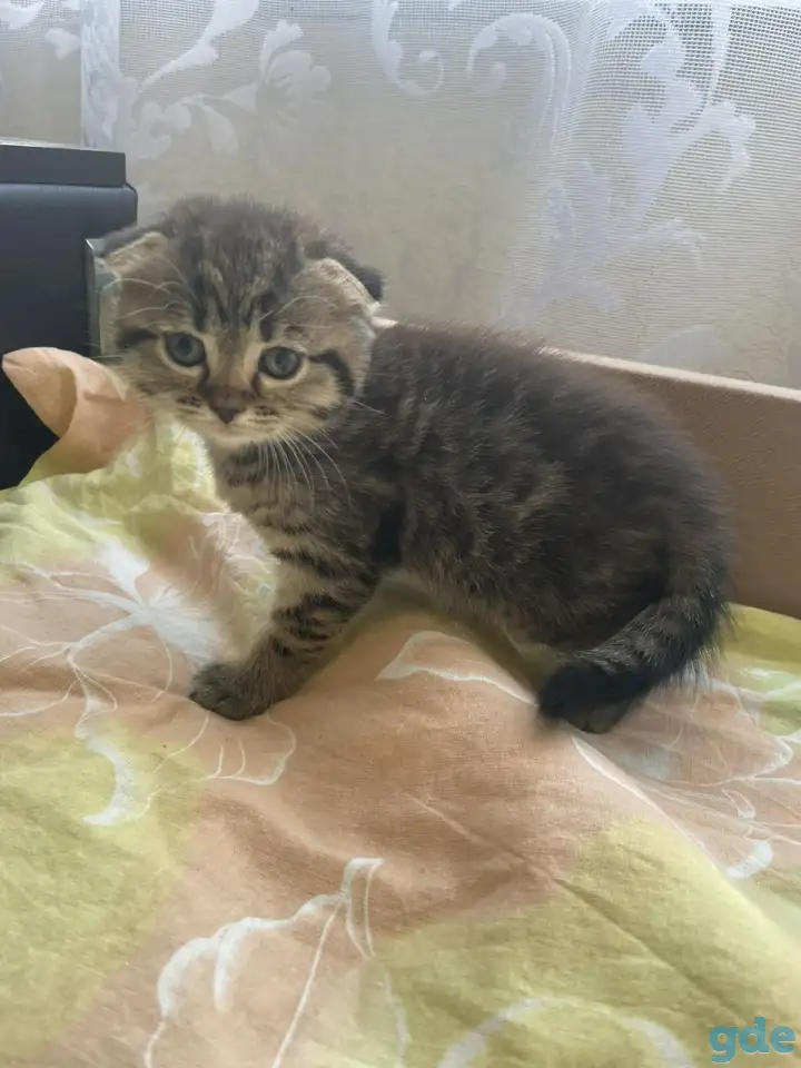 Шотландские вислоухие котята, фотография 1