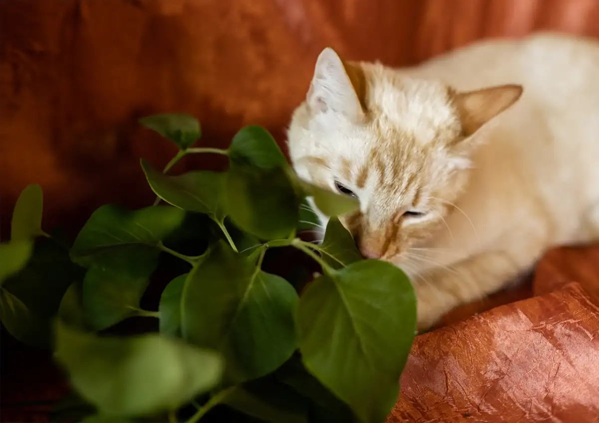 Нежный и красивый котик Беня в дар, фотография 4