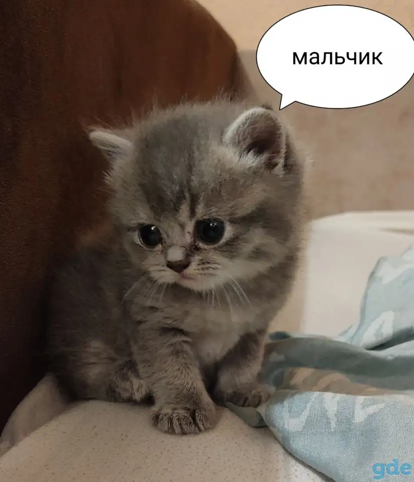 Скотиш страйт, фотография 6