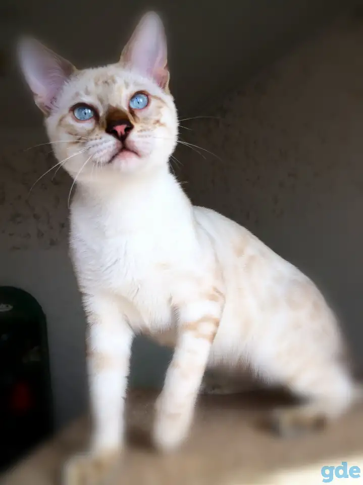 Бенгальские котята снежные барсы, фотография 10