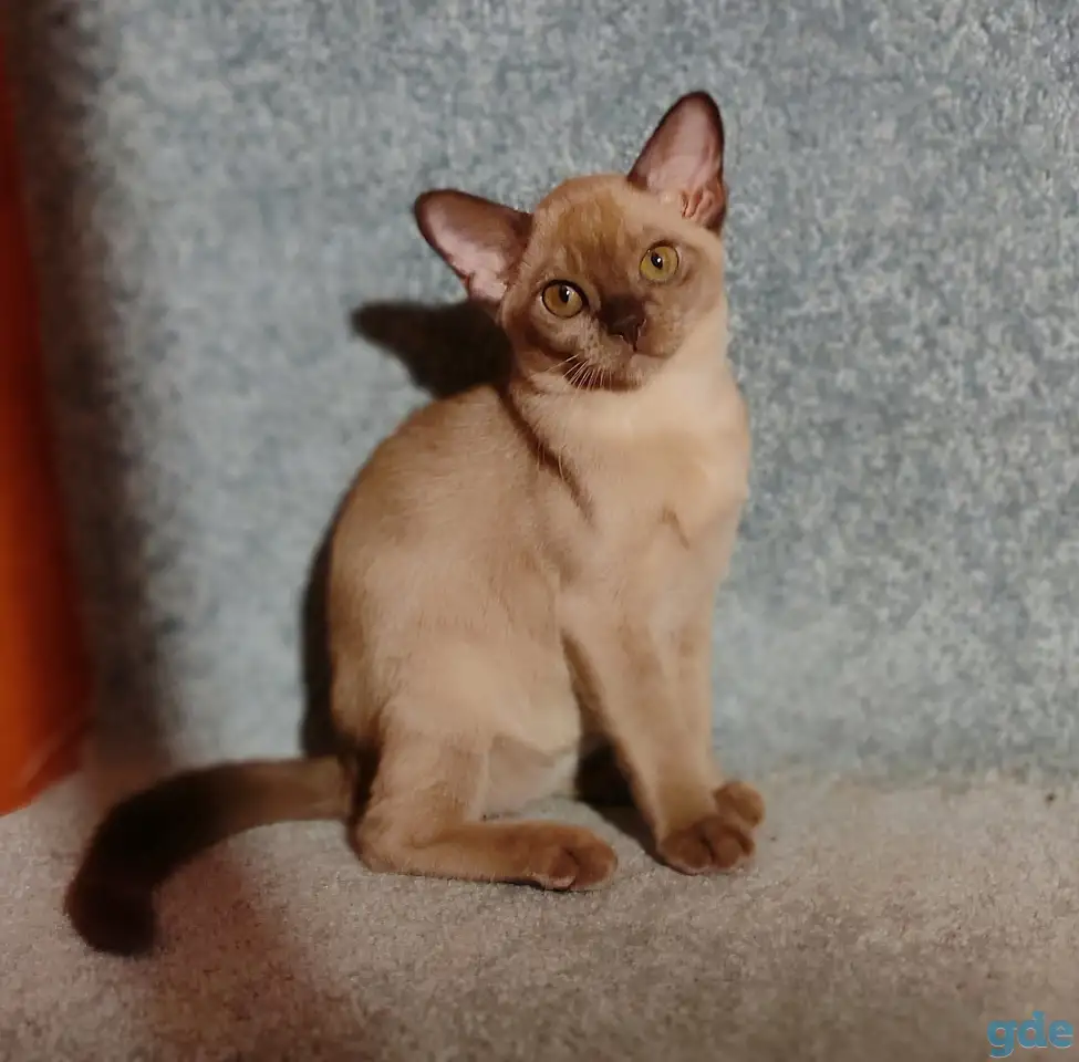 Котята европейской бурмы, фотография 6
