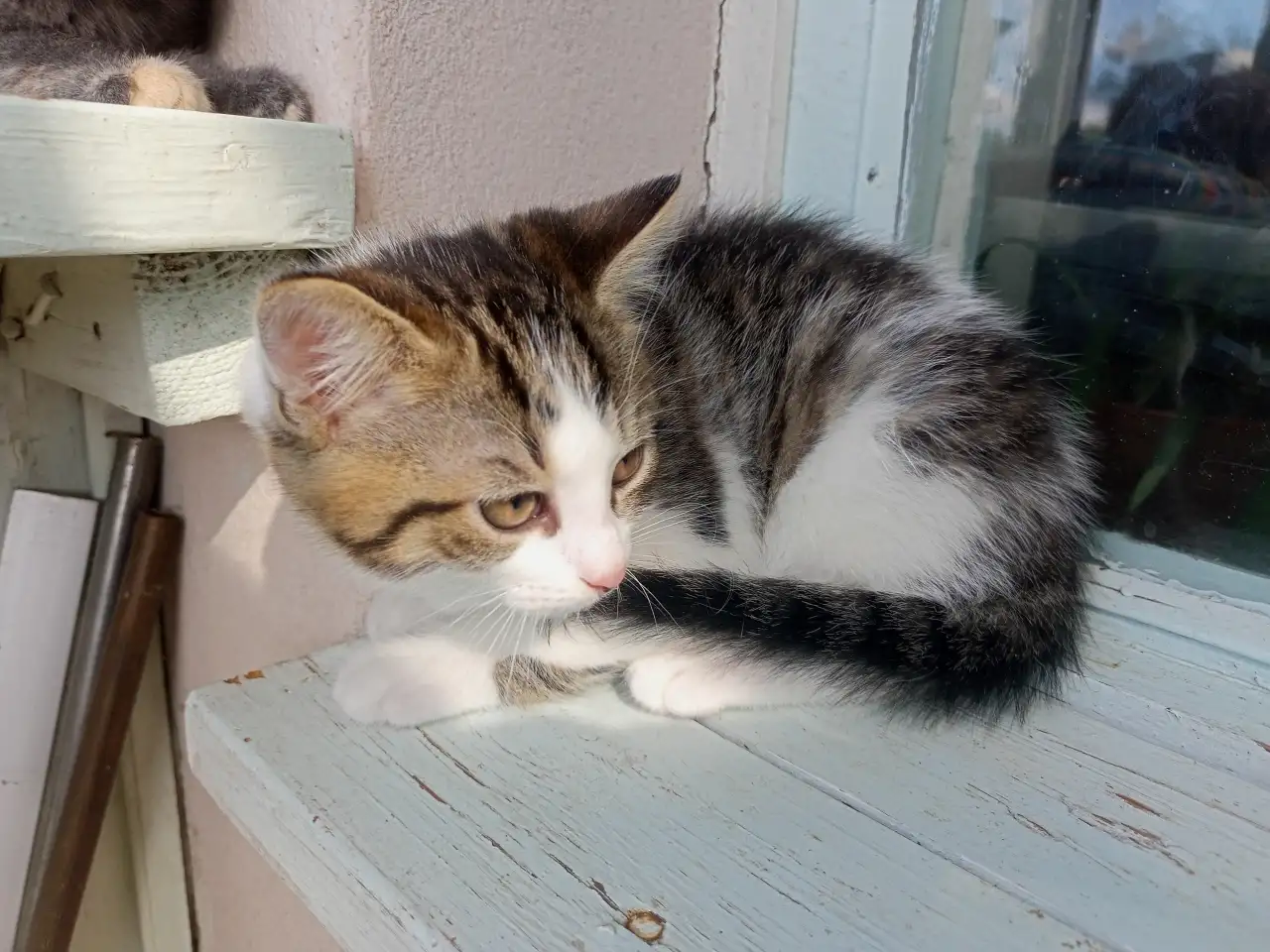 Котята, фотография 3