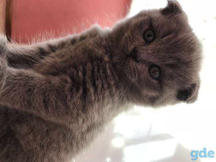 Котятки милашки, фотография 6