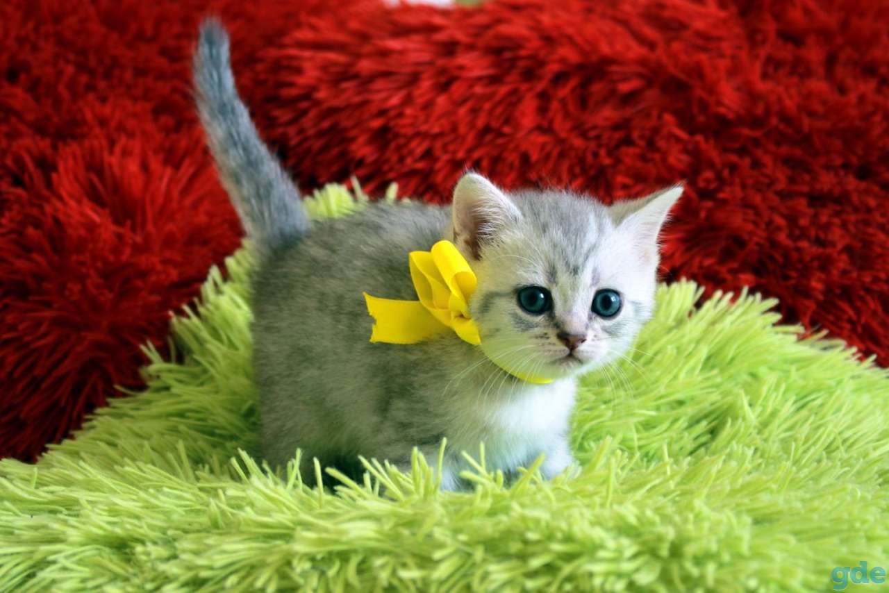 Шотландские котята, фотография 9