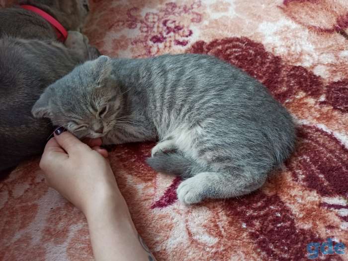 Котята шотландские, фотография 4