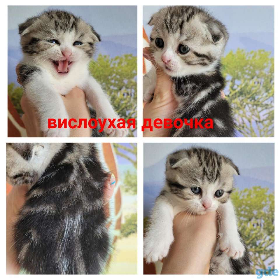 Шотландские котята, фотография 2