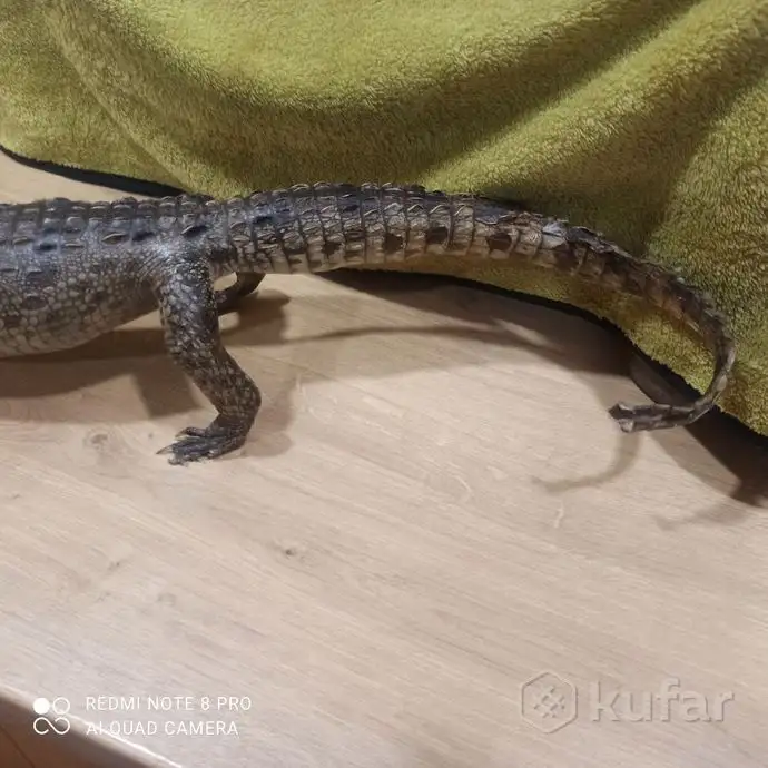 Чучело Крокодила. С Кубы Оригинал!, фотография 5