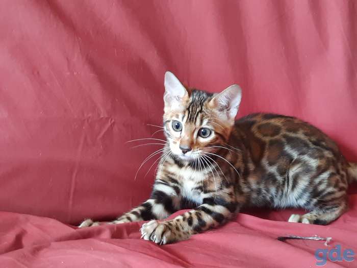 бенгальские котята, фотография 1