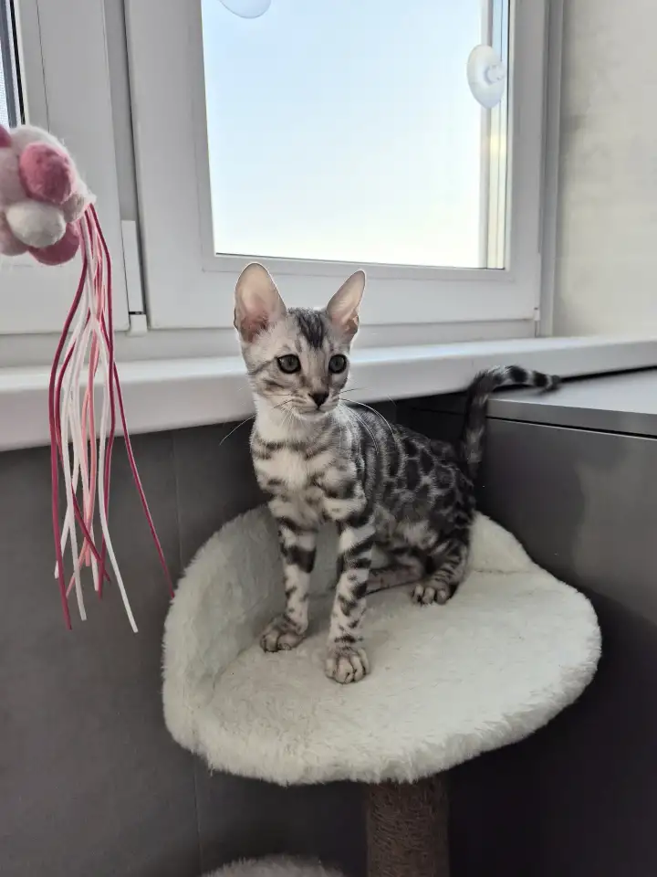 Бенгальские котята редкого окраса, фотография 5