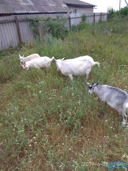 Продам козлят, фотография 2