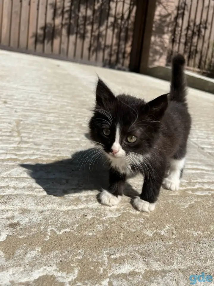 Пушистый котёнок (1 мес), фотография 3