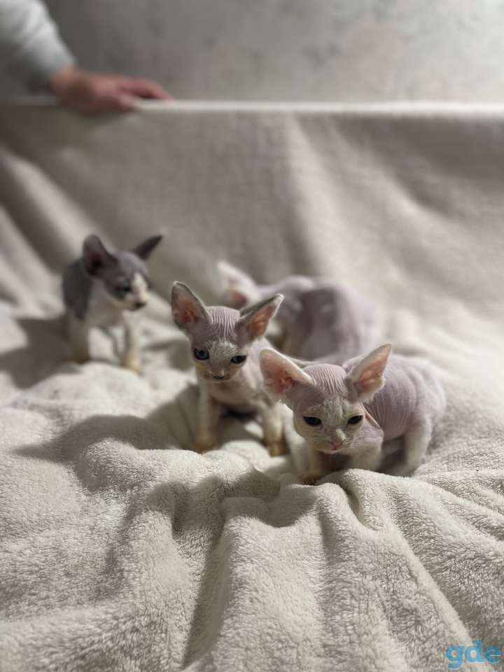 Котята девон-рекс 2 месяца, фотография 12