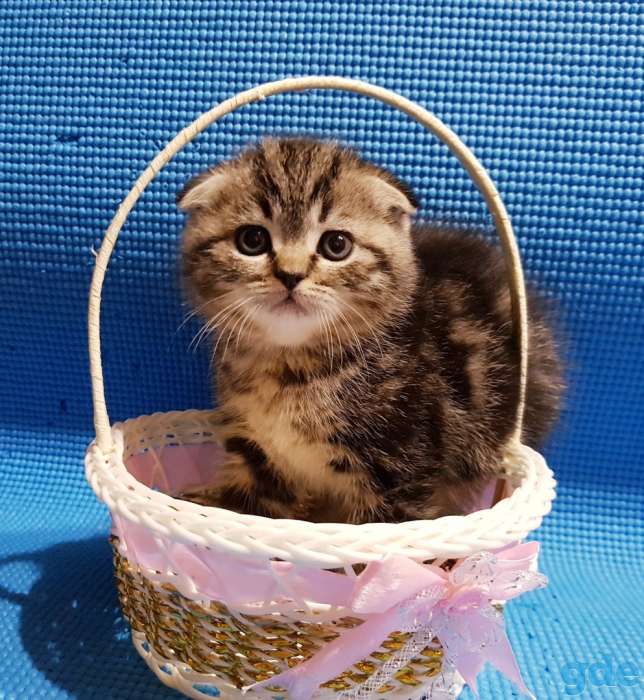 Шикарные,мужички,от титулованных,родителей!, фотография 2