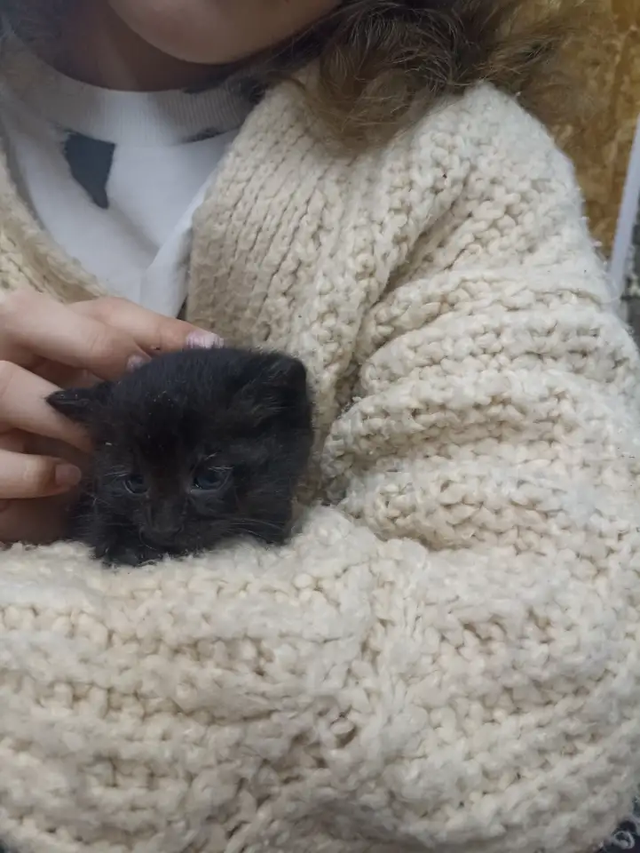 Котята в добрые руки, фотография 5