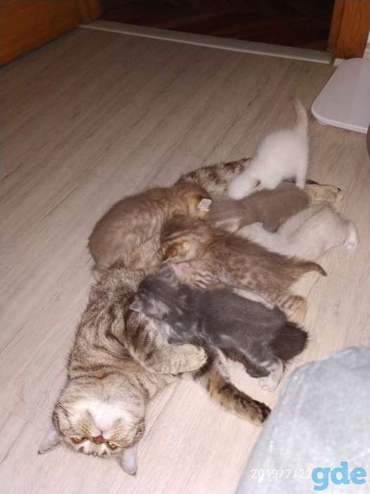 шотландские котята короткошерстные прямоухие, фотография 7