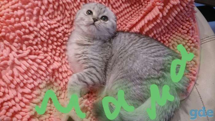 Щотланский котик., фотография 5