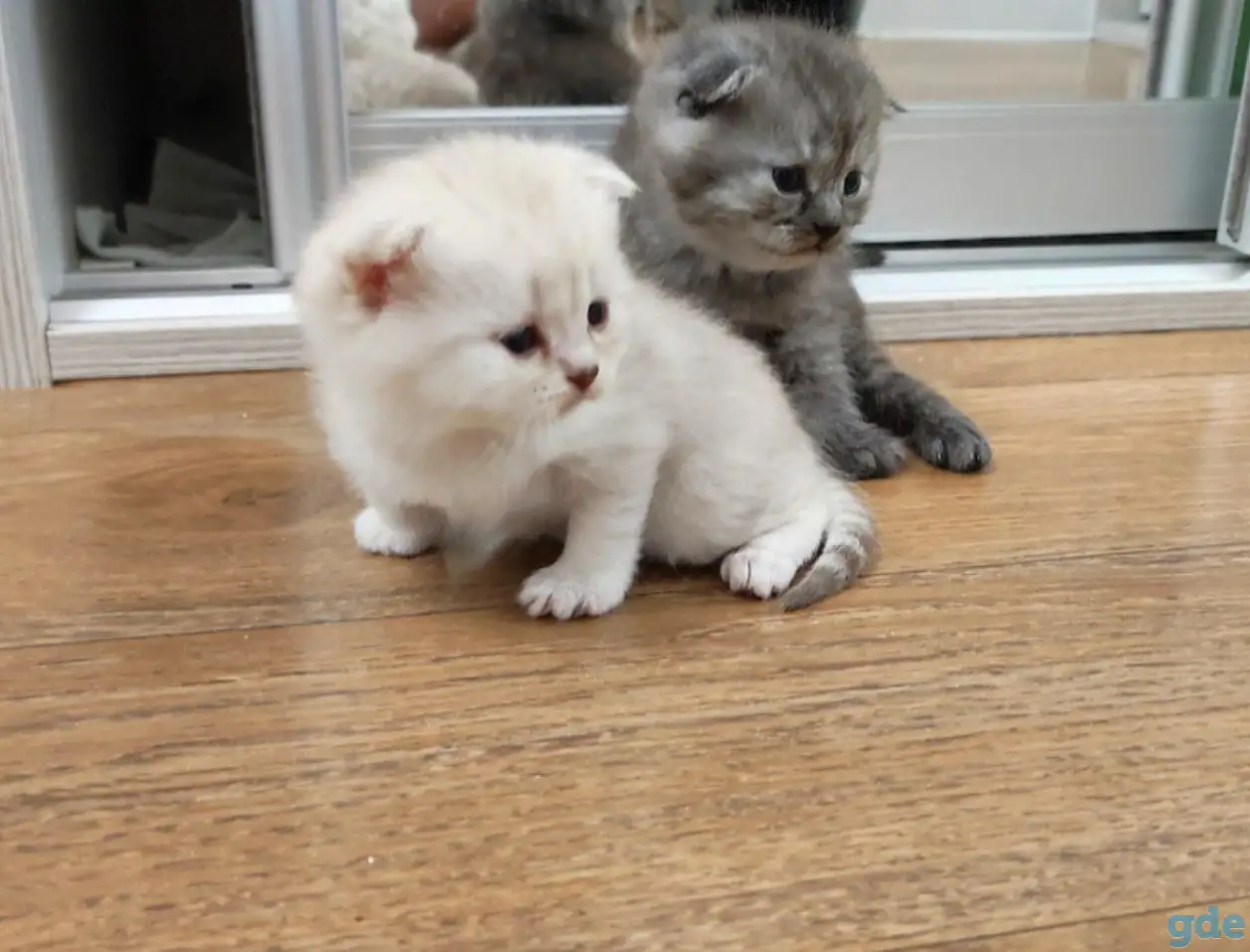 Котята шотландские, фотография 5