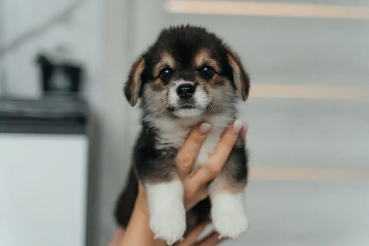 Самые дружелюбные коржики, фотография 6