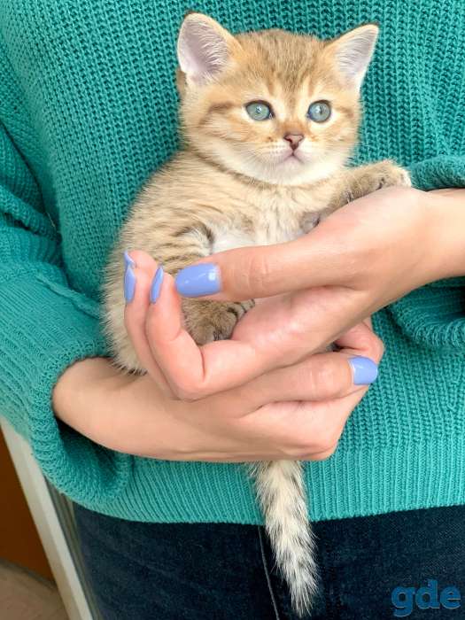Шикарный шотландский котёнок, фотография 12