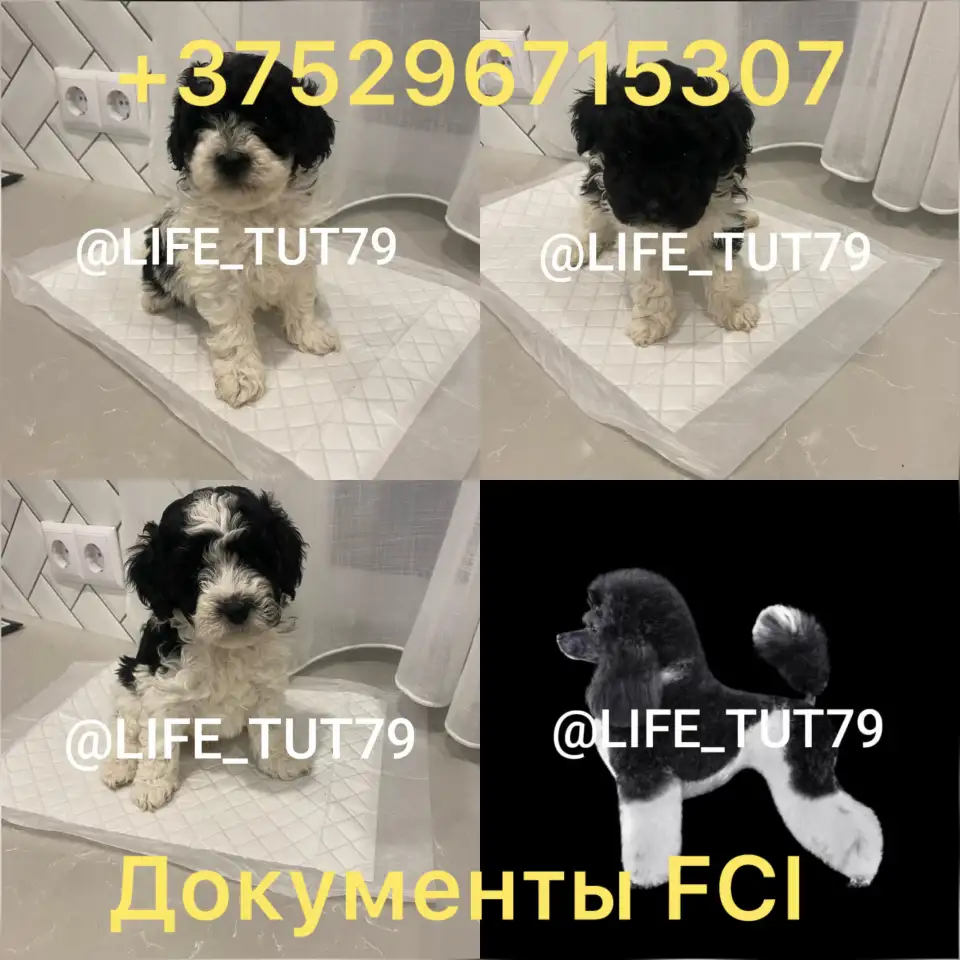 Щенок пуделя, фотография 2