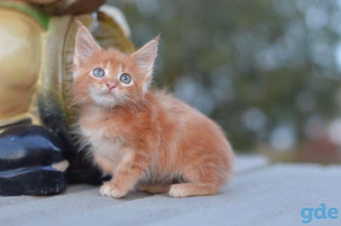 Мейн Кун котята, фотография 5