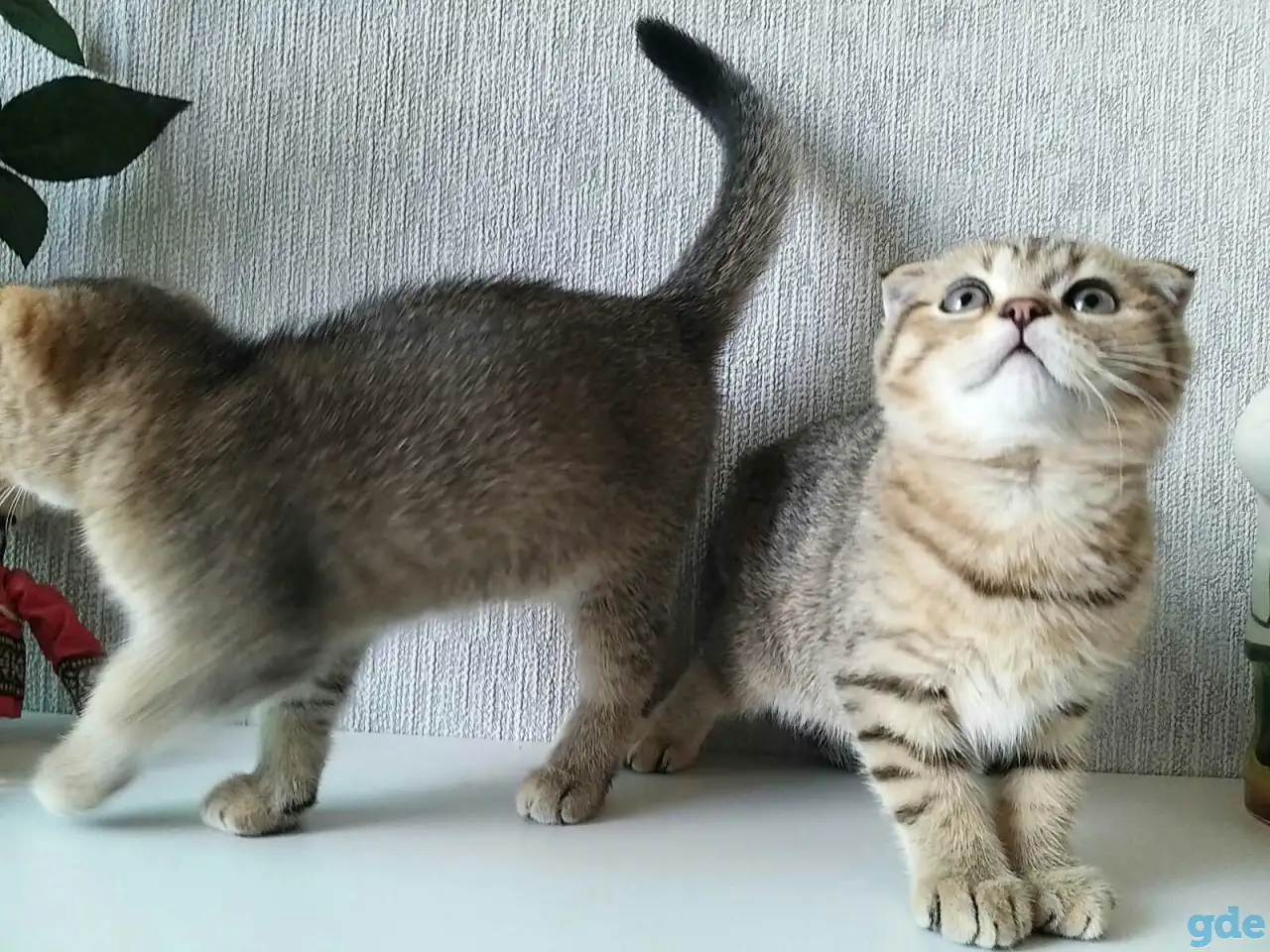 Шотландские вислоухие котята, фотография 3