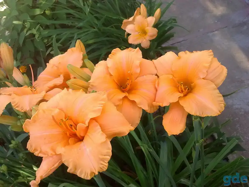 Лилейники, фотография 9