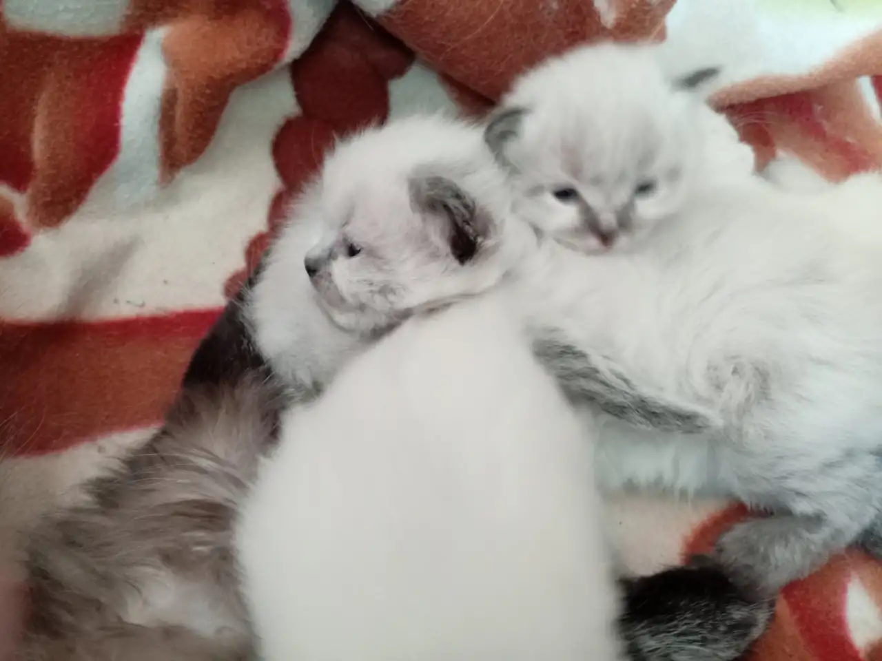 Котята Невская Маскарадная, фотография 5