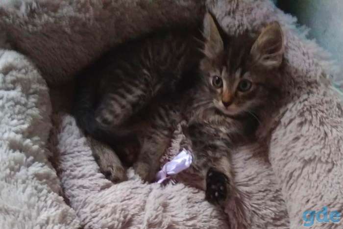 Котёнок Спайк в добрые руки, фотография 2