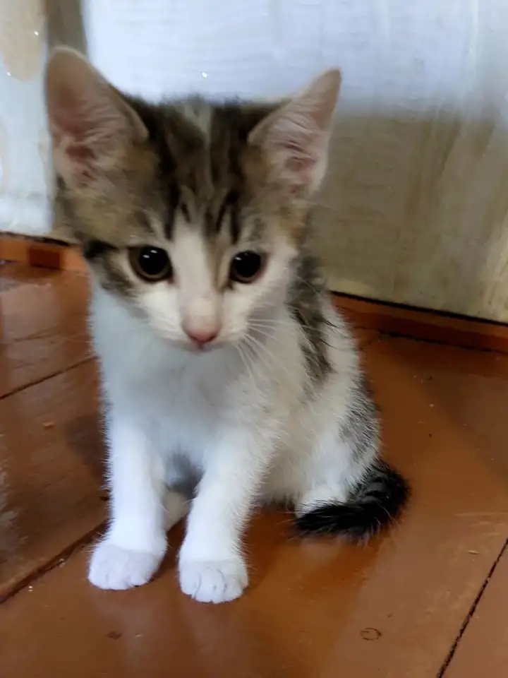 Ищу дом для котенка, фотография 4