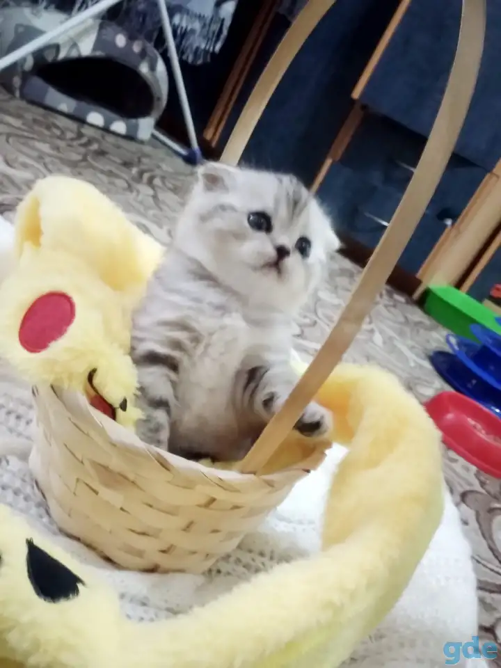 Продам шотландских котят, фотография 1