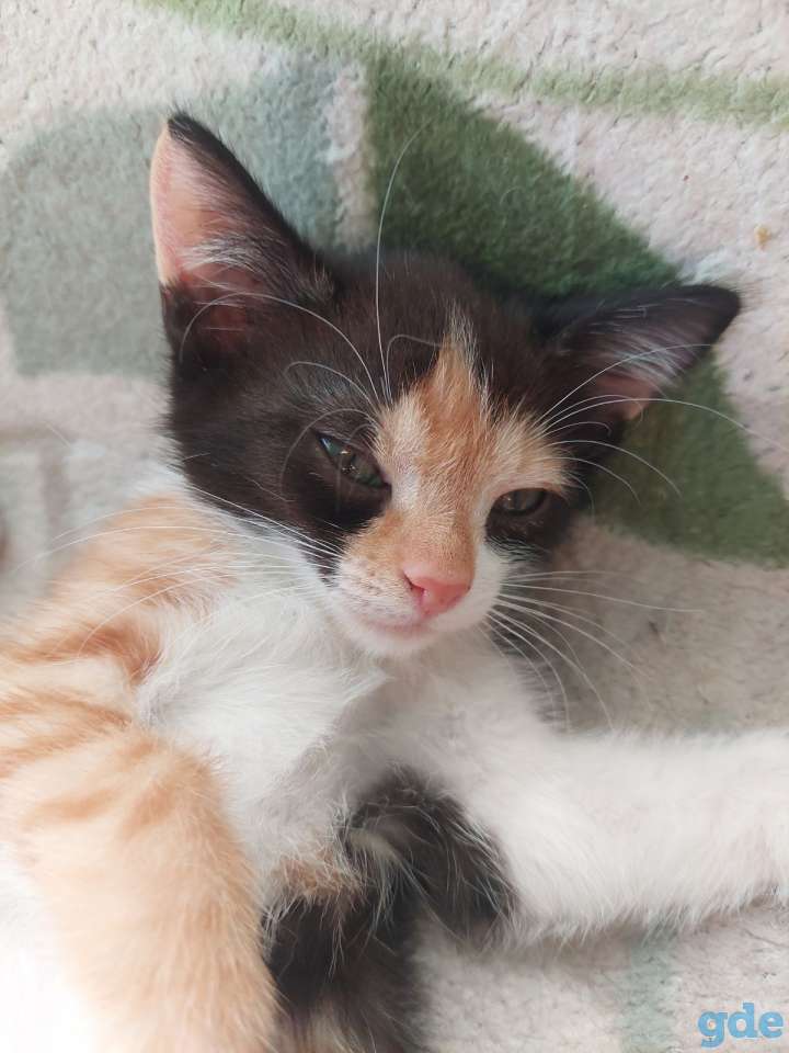 Котята В хорошие руки, фотография 1