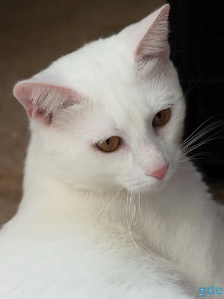 Котик в дар, фотография 2
