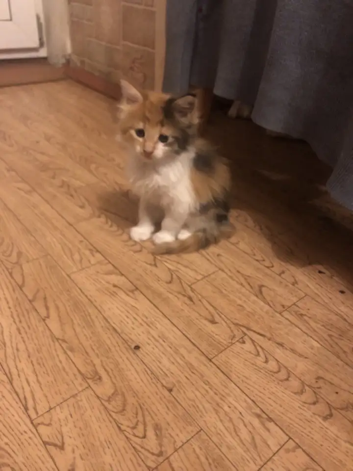 Котята Мейн куны, мальчик, девочка, фотография 3