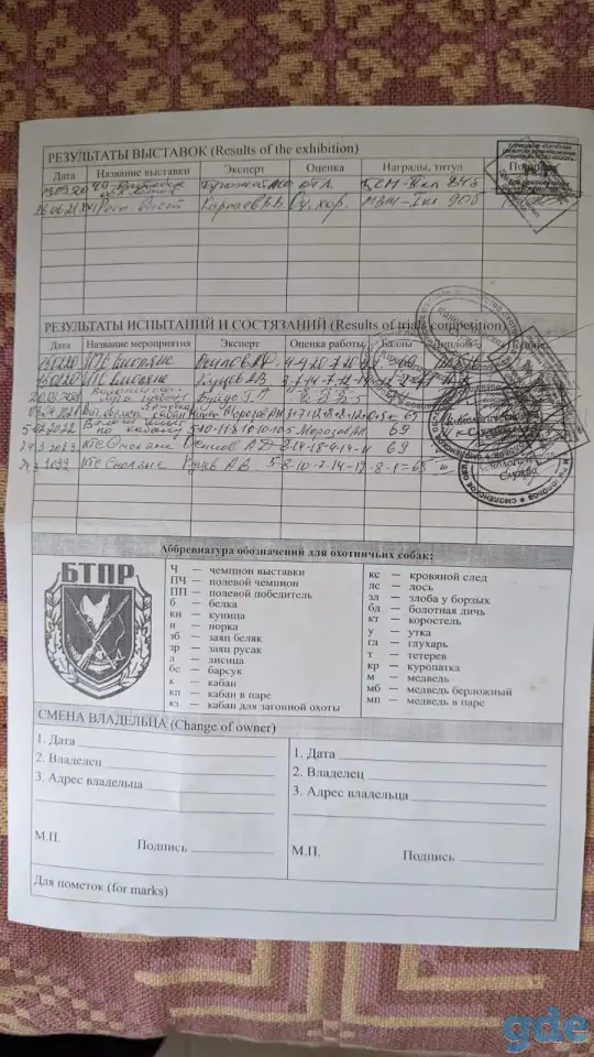 Продам щенков ЗСЛ, фотография 7