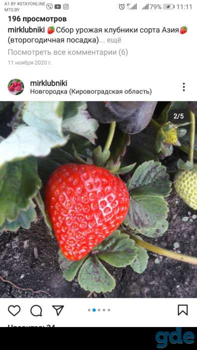 Саженцы клубники по технологии фриго, фотография 2