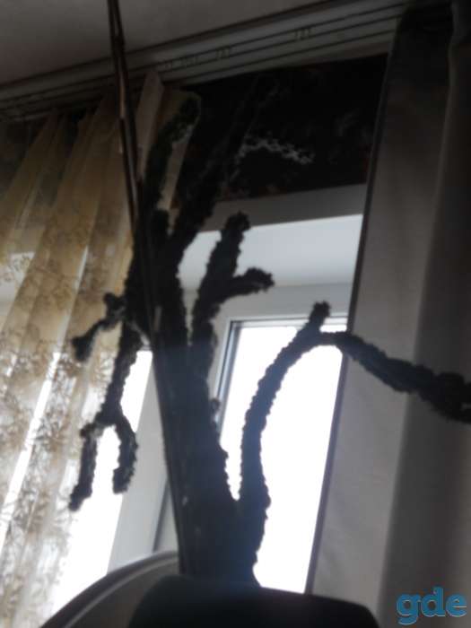 Кактус взрослый, фотография 2