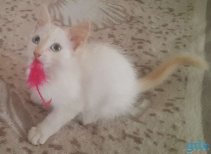 Котята в дар, фотография 4