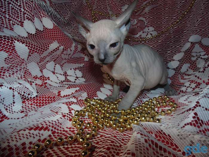 Котята донского сфинкса, фотография 6