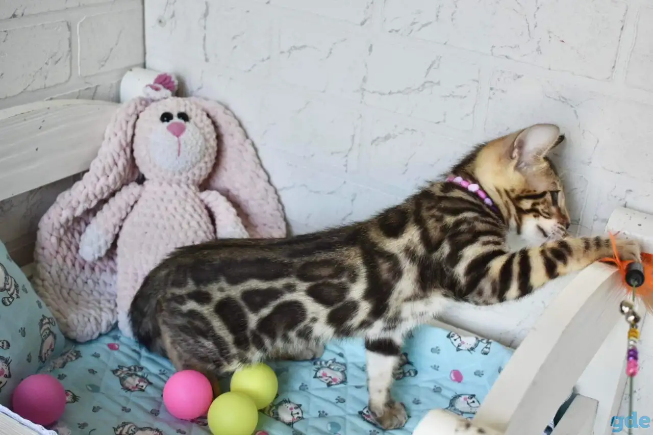 Бенгальский котенок девочка бейби фейс, фотография 3
