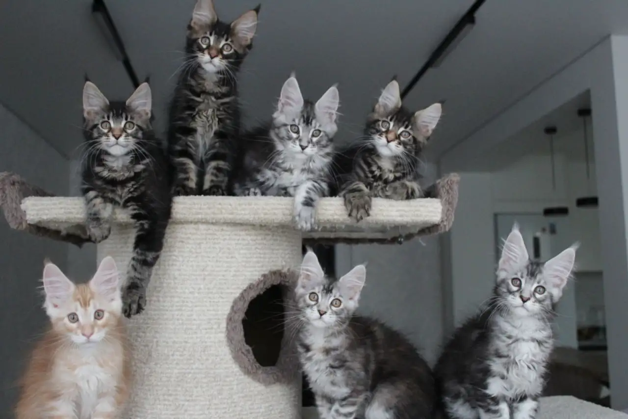 Котята мейн кун!, фотография 7
