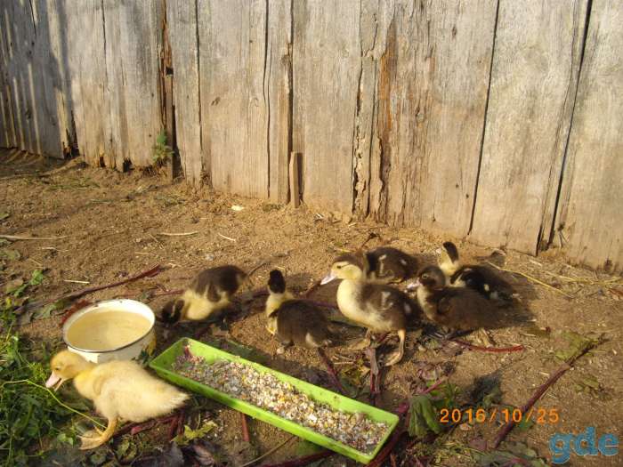 продам индоутят с уткой, фотография 1