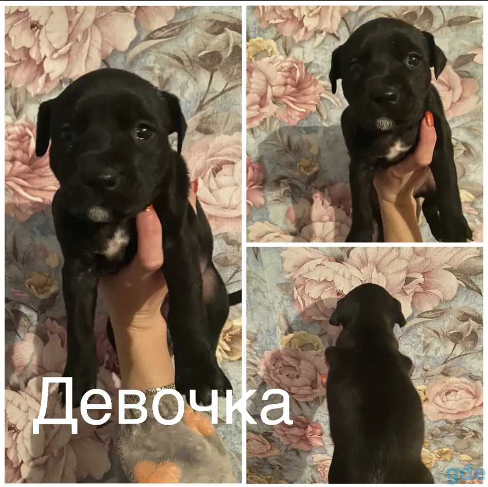Стаффордширский терьер щенки, фотография 3