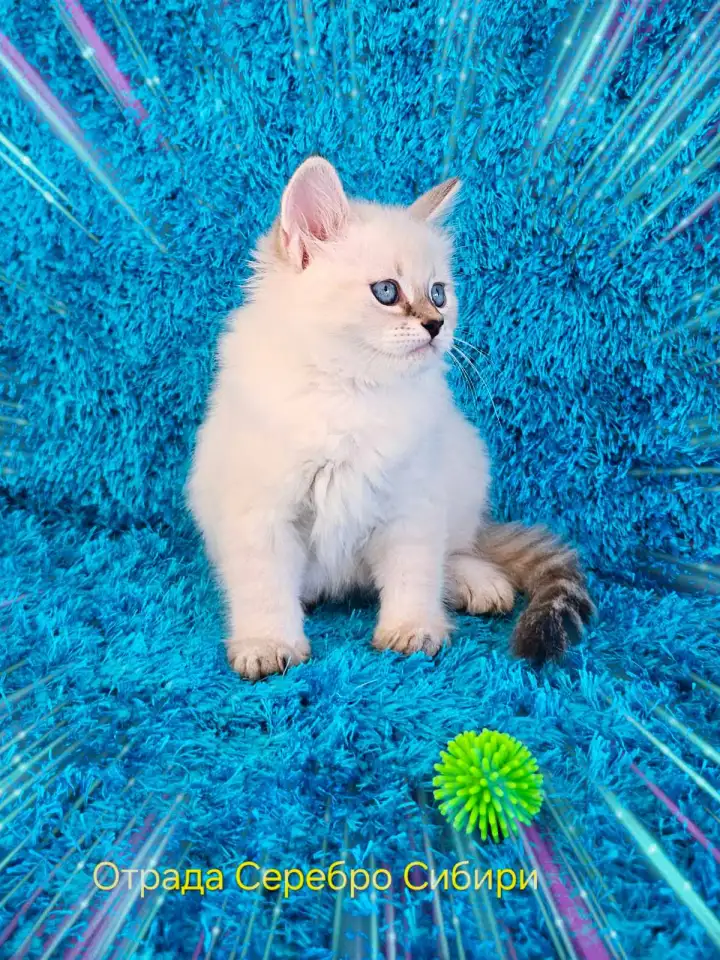 невские маскарадные котята-резерв, фотография 5