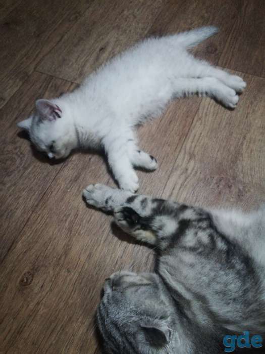 Котята, фотография 3
