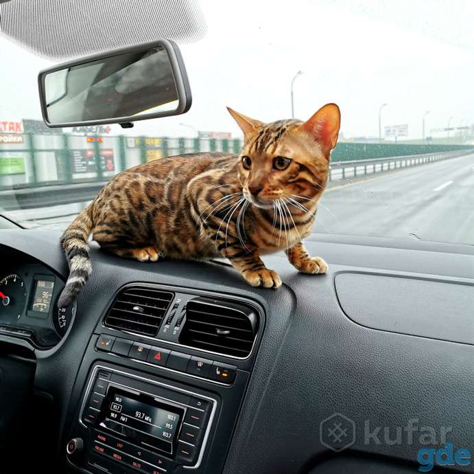 Вязка. Бенгальский кот приглашает на вязку, фотография 3