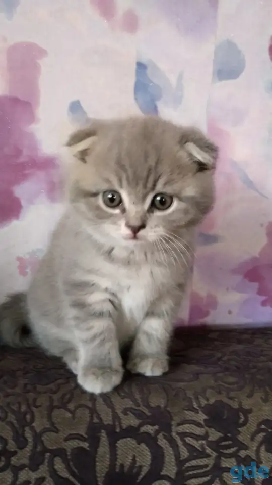 Котенок вислоухий шотландской породы, фотография 1